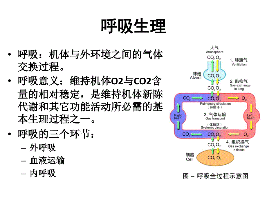 呼吸系统的解剖生理及肺部听诊_第2页