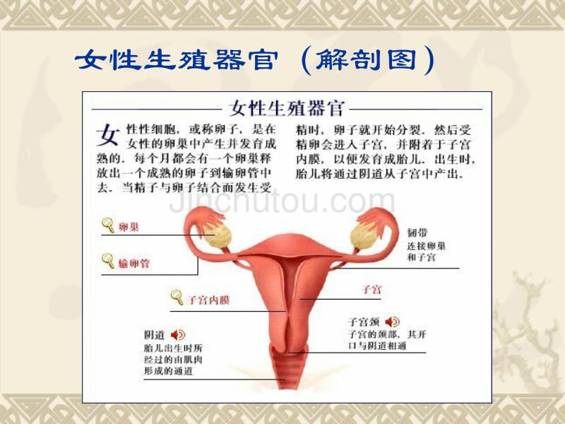 青春期生理与心理卫生_第2页