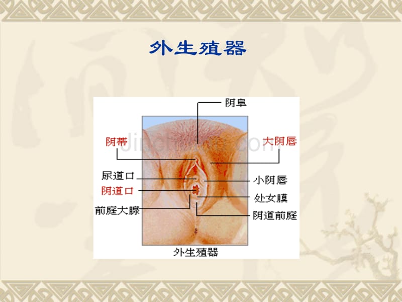 青春期生理与心理卫生_第4页