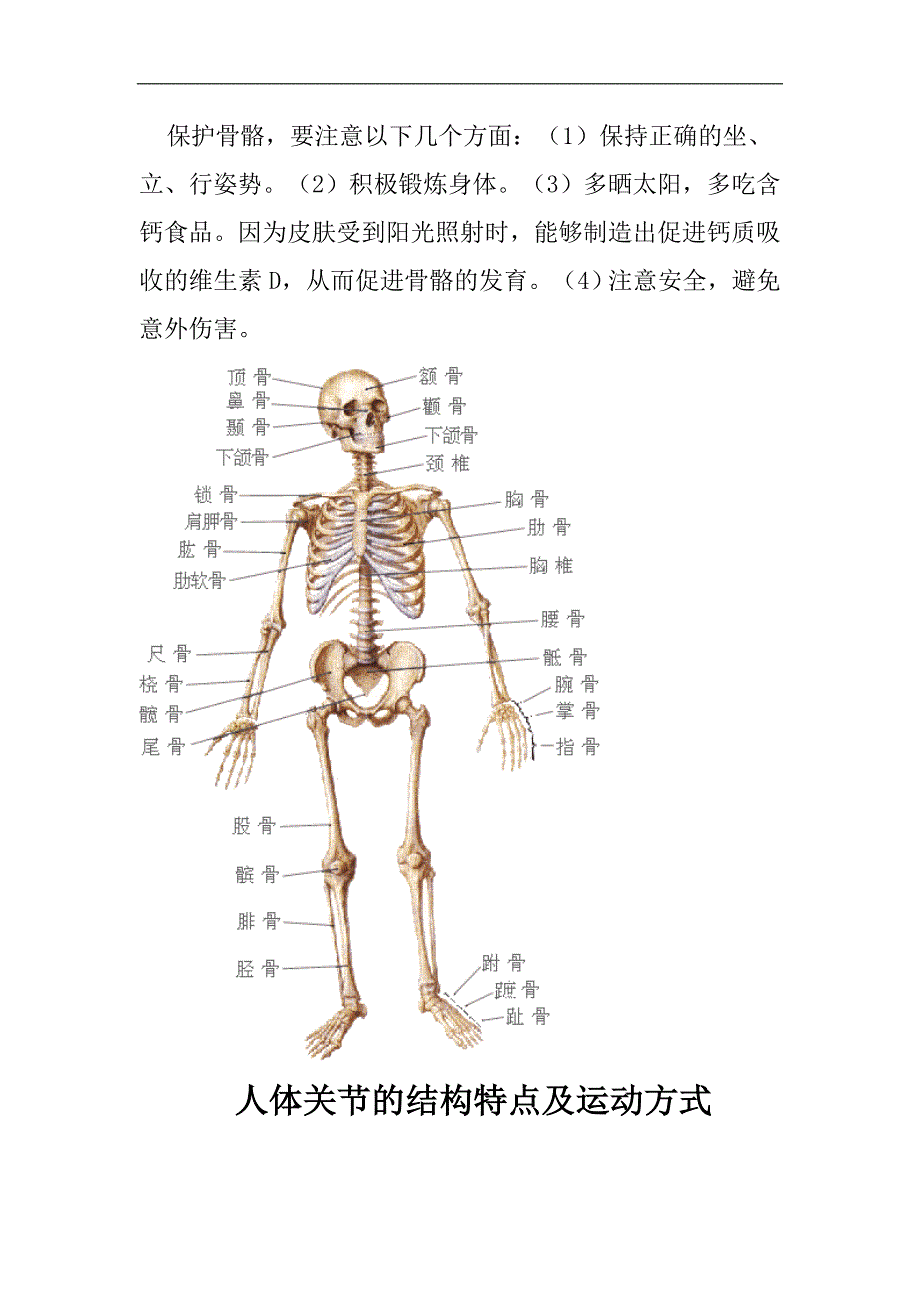 骨骼、关节和肌肉_第2页