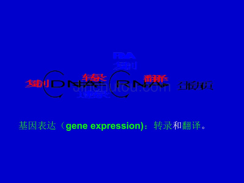 [生物学]分子生物学3生物信息的传递2_第3页