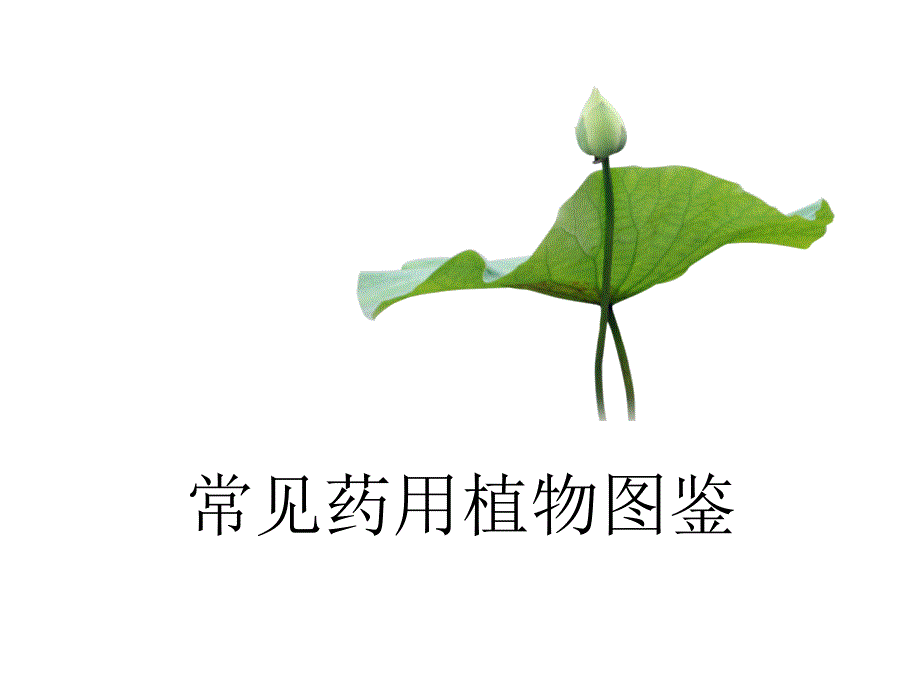 常见药用植物图鉴_第1页