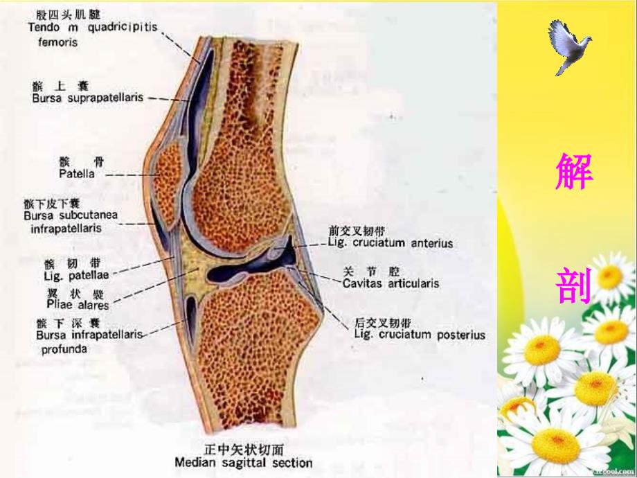 骨伤科x线诊断学_第4页