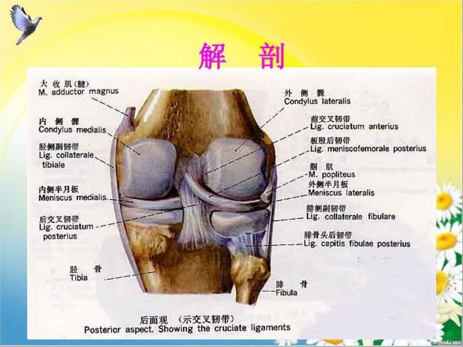 骨伤科x线诊断学_第5页