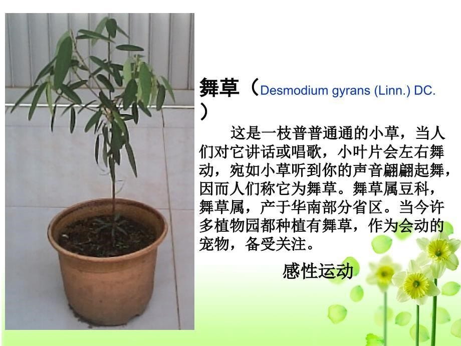 人教版教学课件植物生长素的发现定稿_第5页