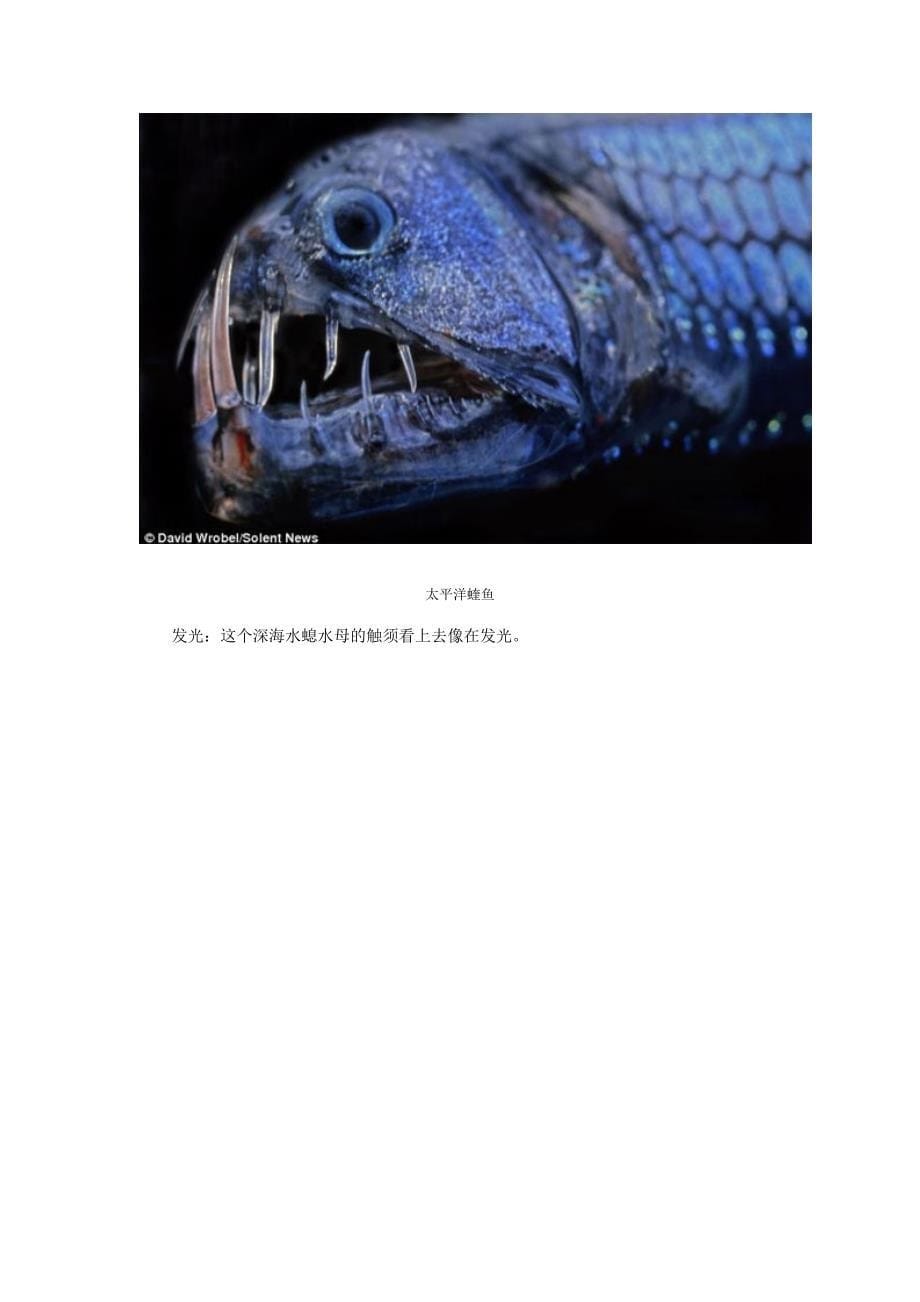 罕见深海生物高清照：巨型海虱长相恐怖_第5页