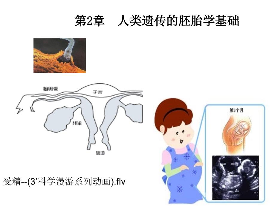 人类遗传的胚胎学基础_第1页