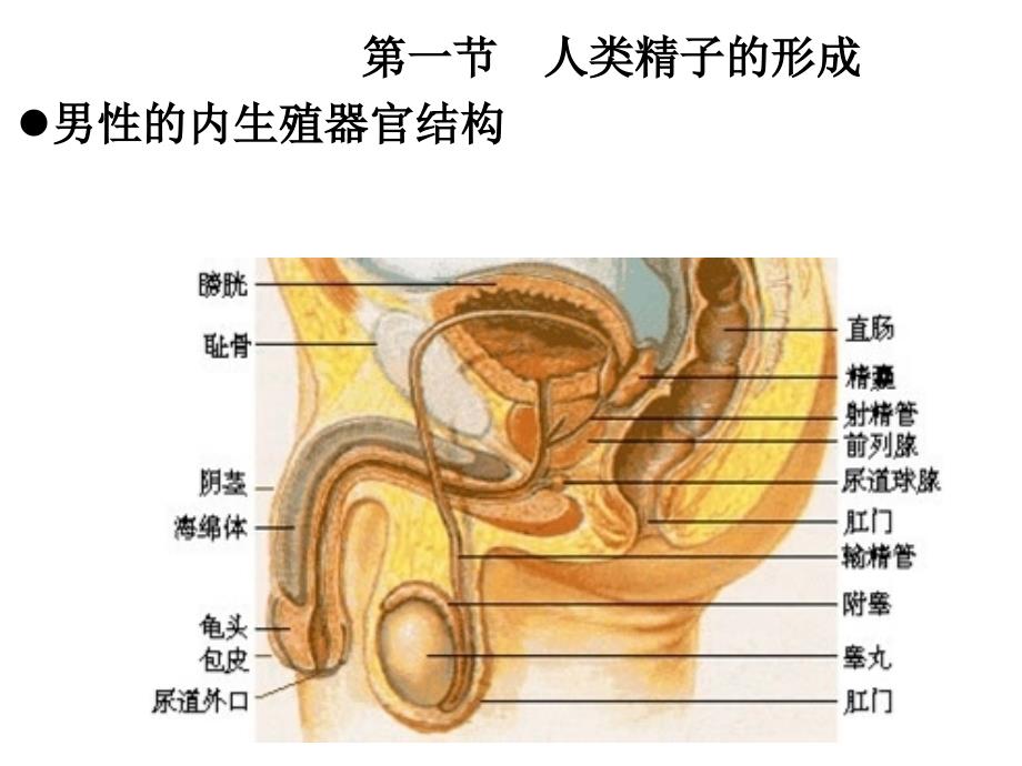 人类遗传的胚胎学基础_第3页