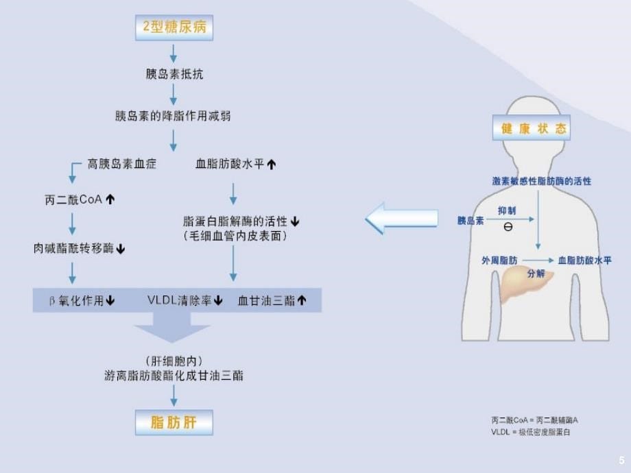 糖尿病与脂肪肝_第5页