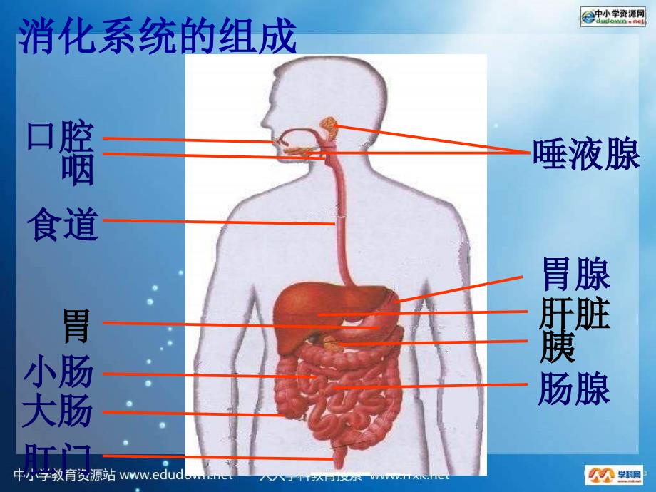 人教版生物七下2.2《消化和吸收》之二ppt课件_第2页