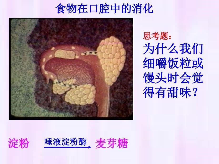 人教版生物七下2.2《消化和吸收》之二ppt课件_第5页