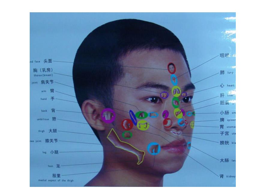 人体全息图汇总_第2页