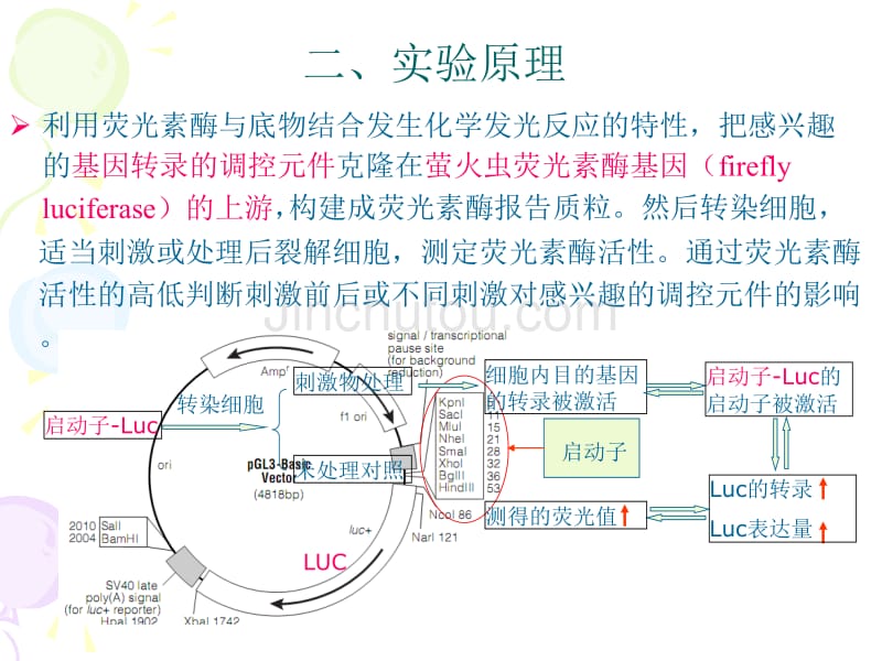 双荧光素酶系统实验操作步骤及方法__第4页