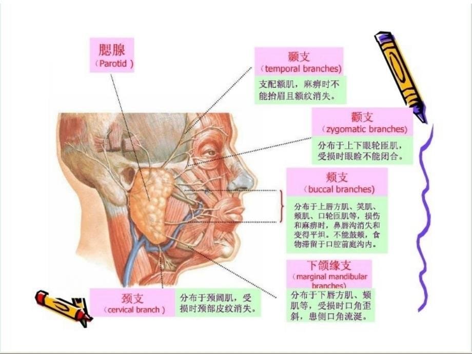 腮腺患者的护理王小娟_第5页