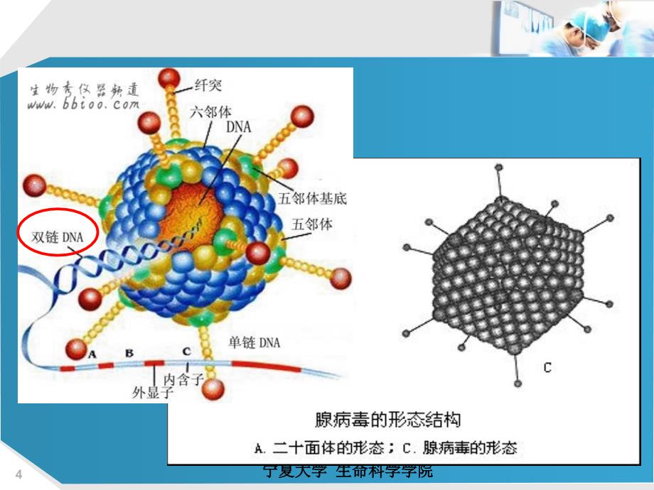 病毒与人类生活的关系腺病毒_第4页