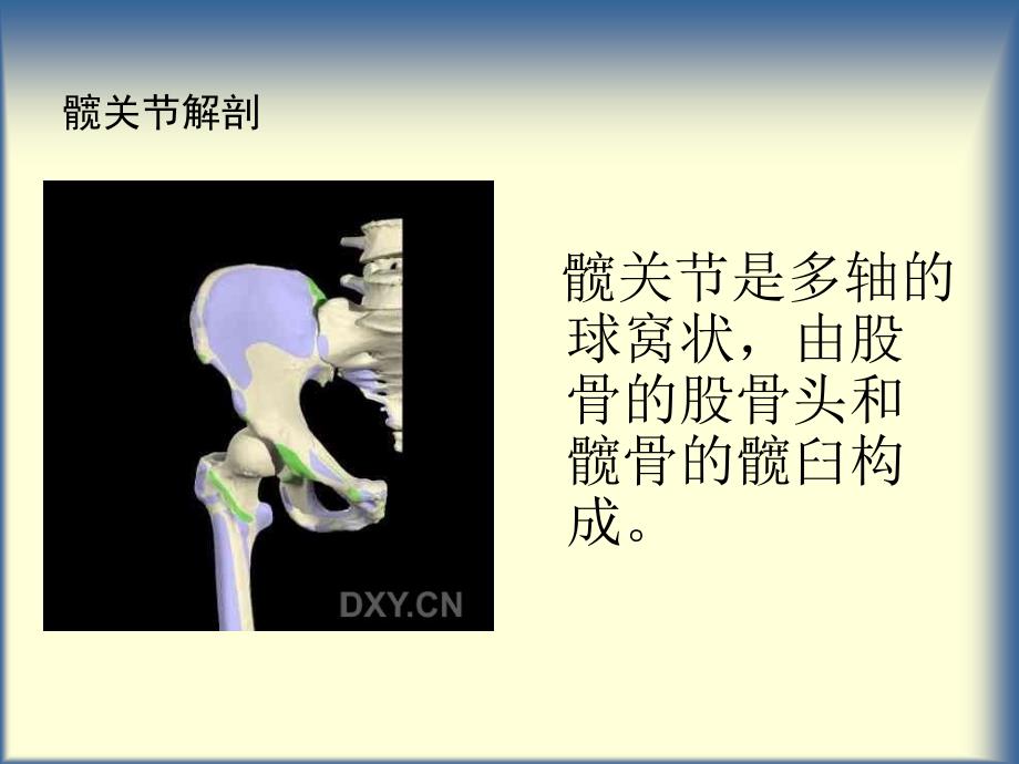 髋关节及其常见病_第3页