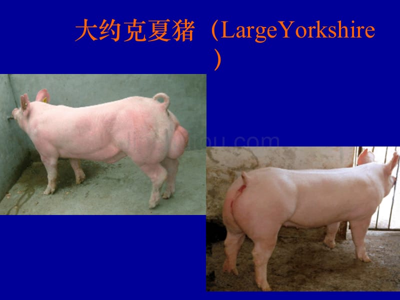 现代养猪技术及饲养管理_第4页