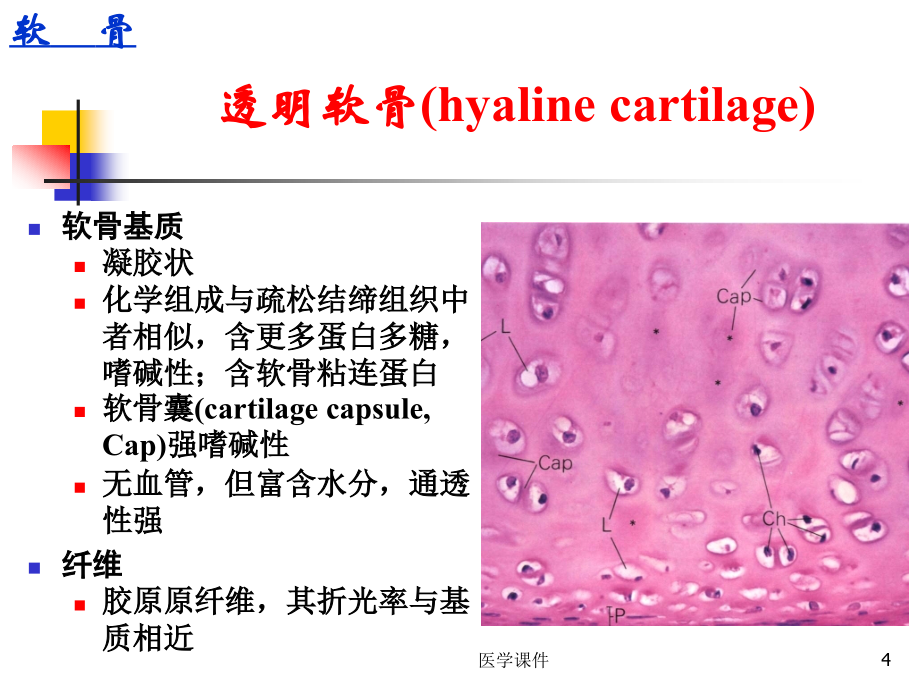 组织学与胚胎学软骨与骨_第4页