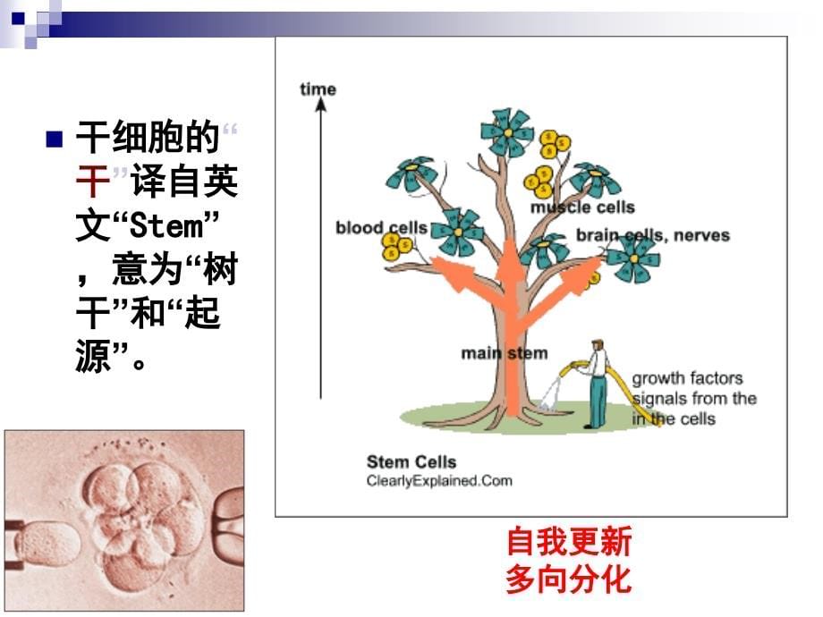 干细胞临床应用进展研究_第5页