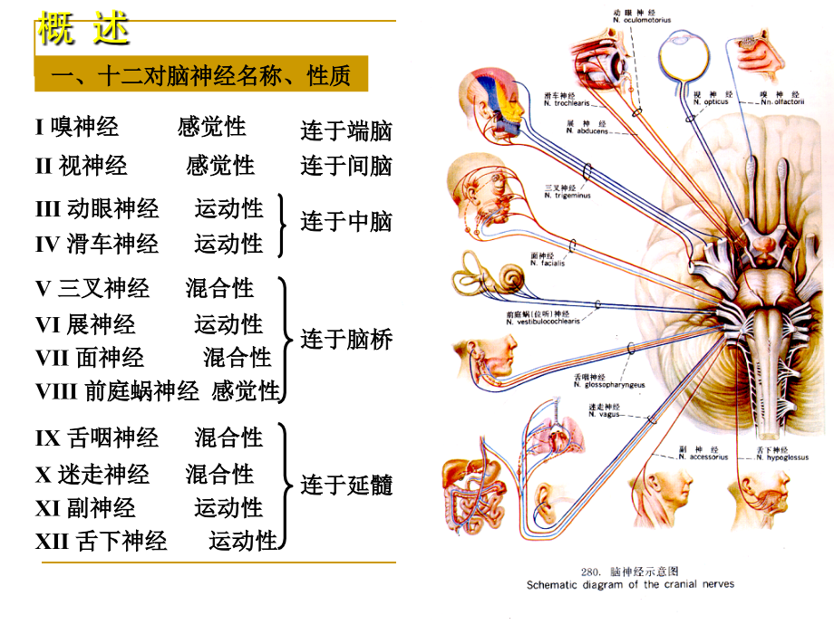 神经病学第二次课_第2页