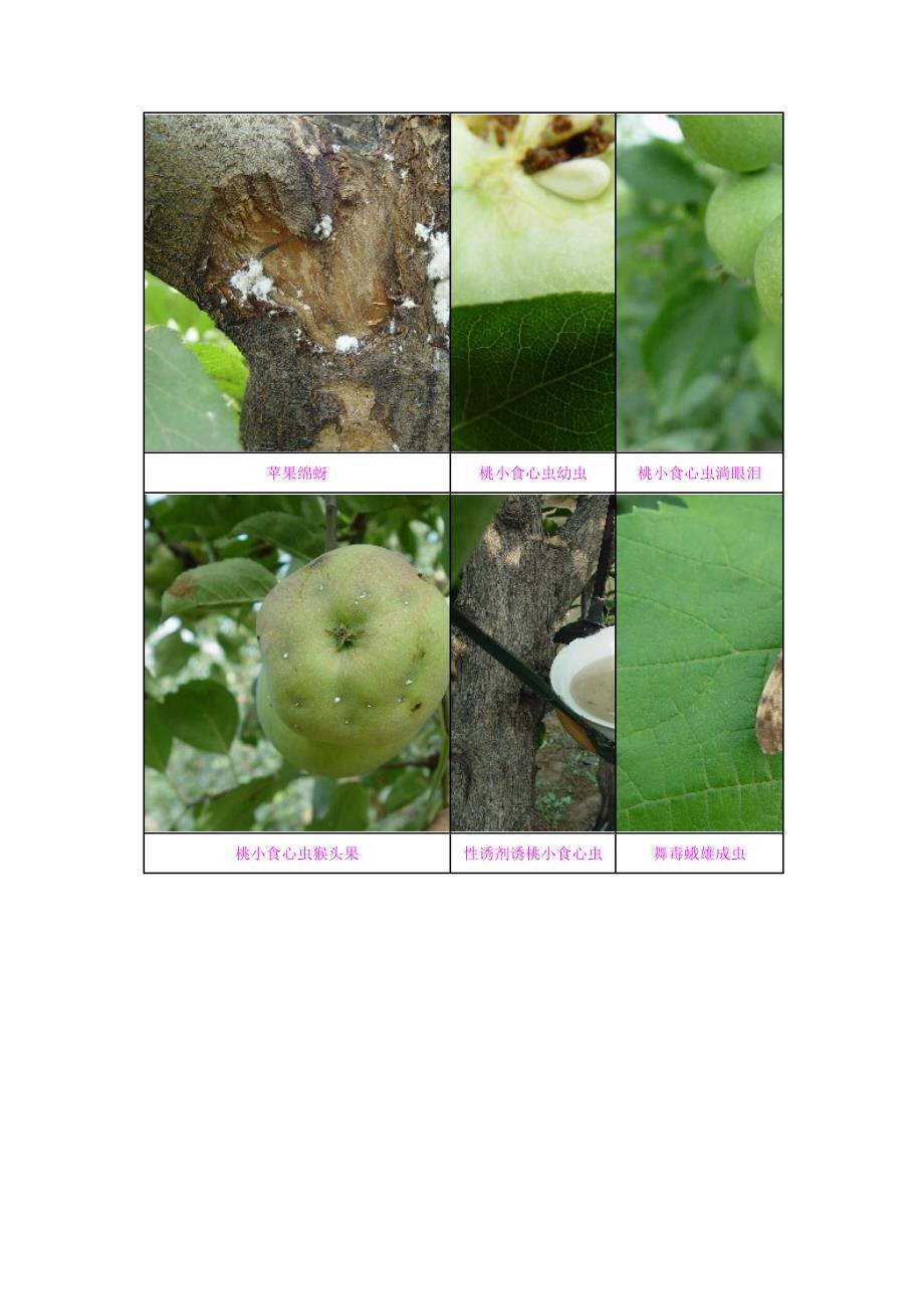 果树病虫害图片_第4页