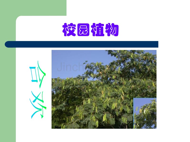 冀教版生物课件第二节_校园植物调查_第2页