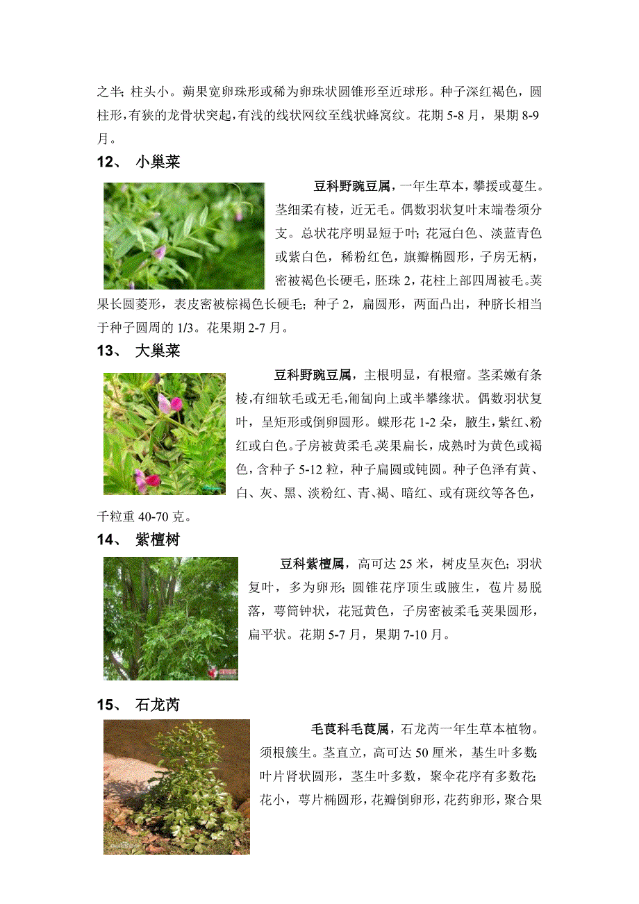 情侣园植物简介_第4页