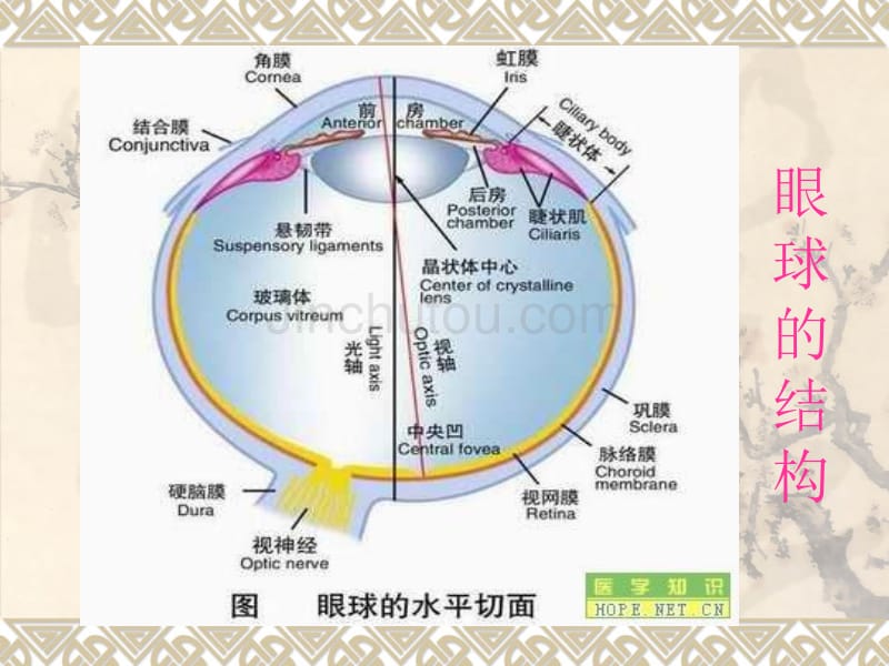 眼屈光基础知识_第2页