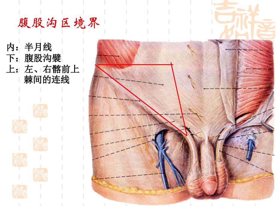 腹股沟区、腹膜腹膜腔_第2页