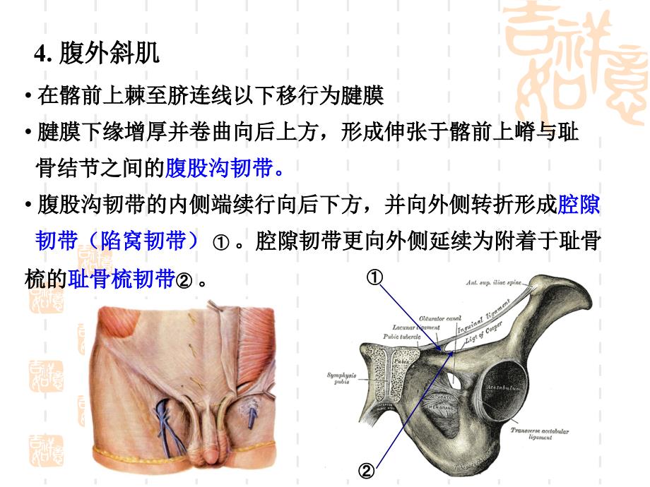 腹股沟区、腹膜腹膜腔_第4页