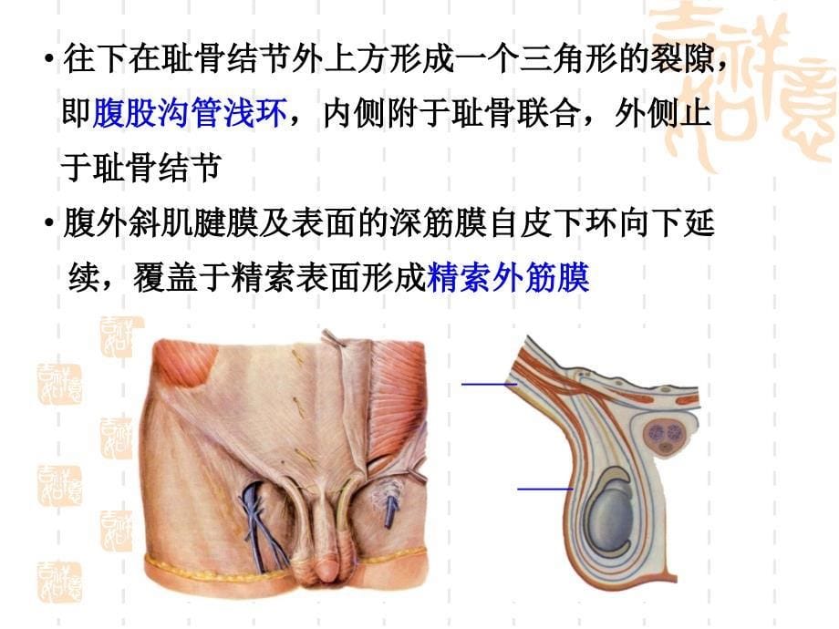 腹股沟区、腹膜腹膜腔_第5页