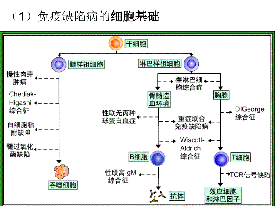 终稿免疫缺陷病的概念及特点_第3页