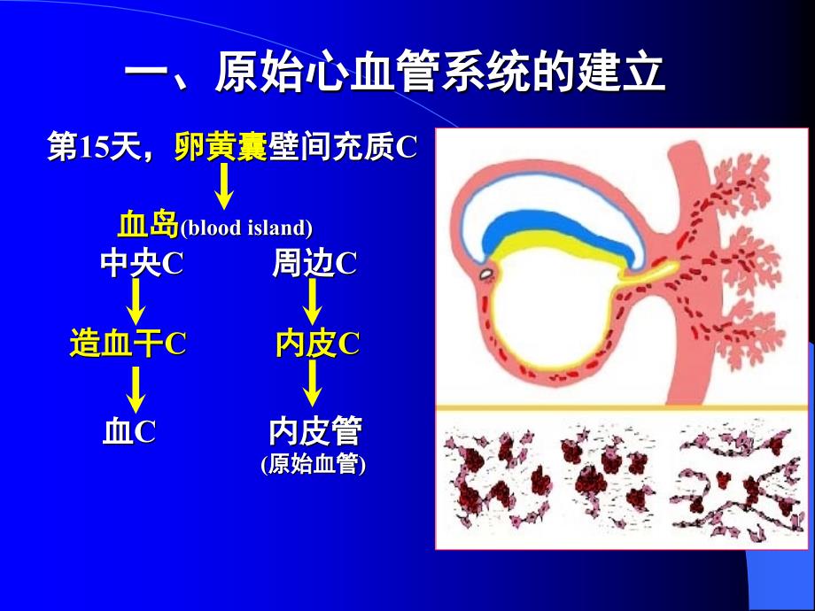 人体组织学与胚胎学(之心脏发生)_第4页