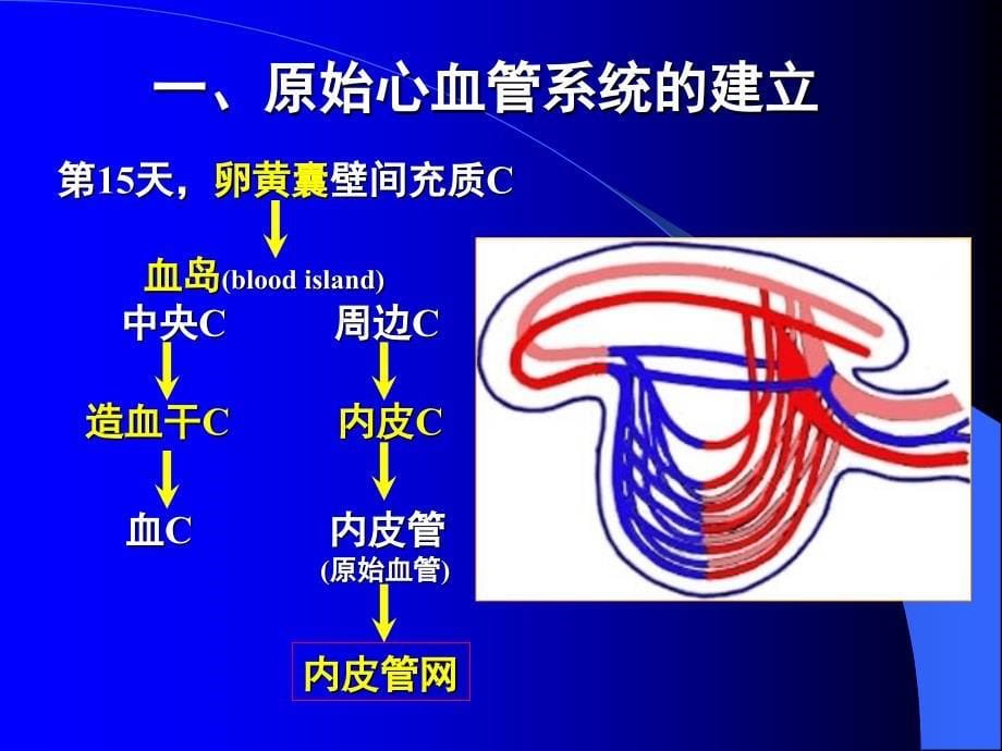 人体组织学与胚胎学(之心脏发生)_第5页