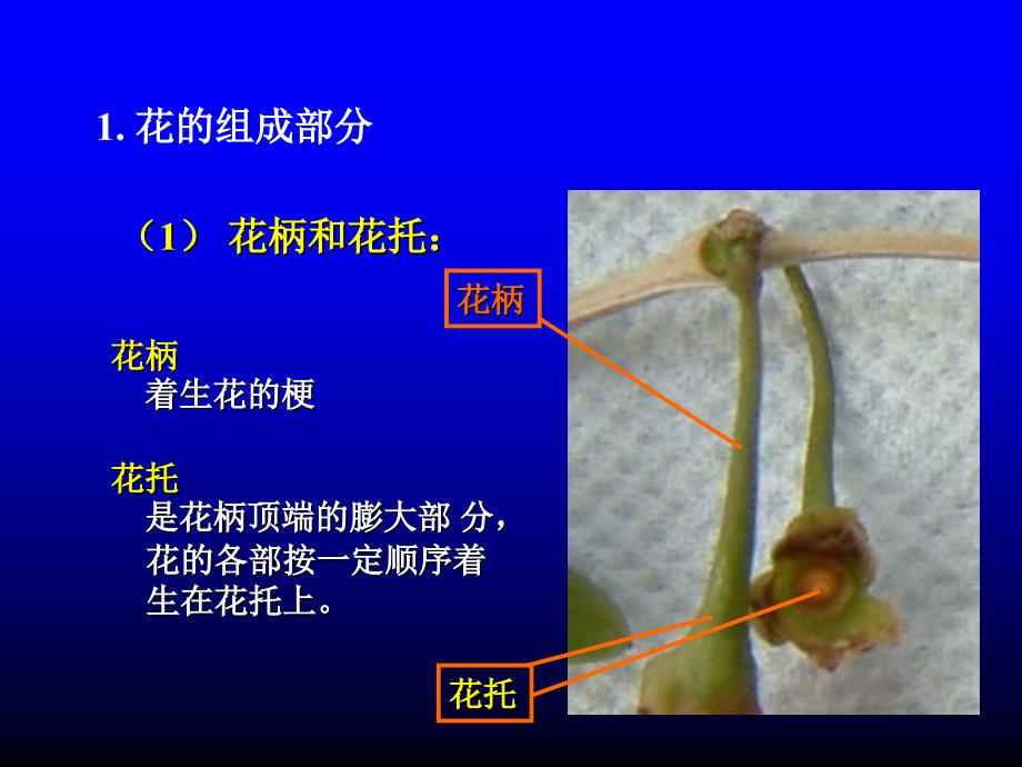 花是变态的枝7.15_第4页