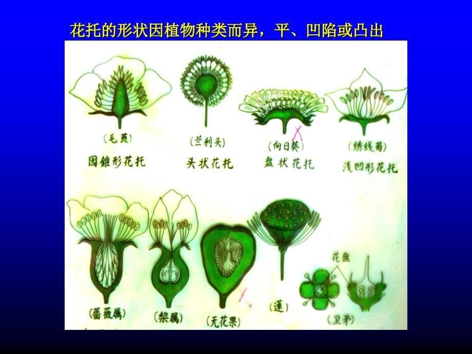 花是变态的枝7.15_第5页