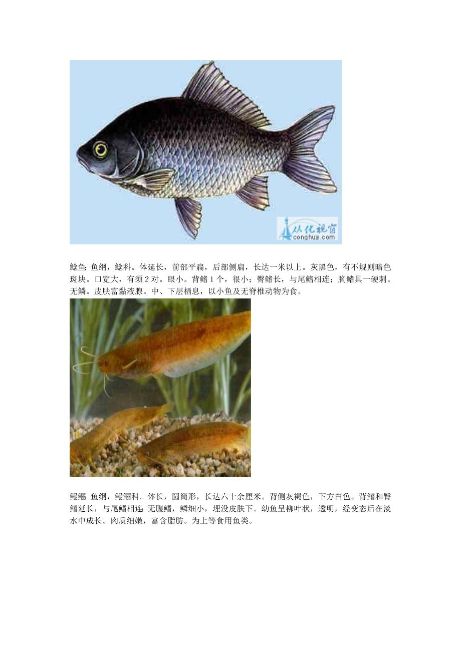 生活中常见食用鱼图谱_第2页