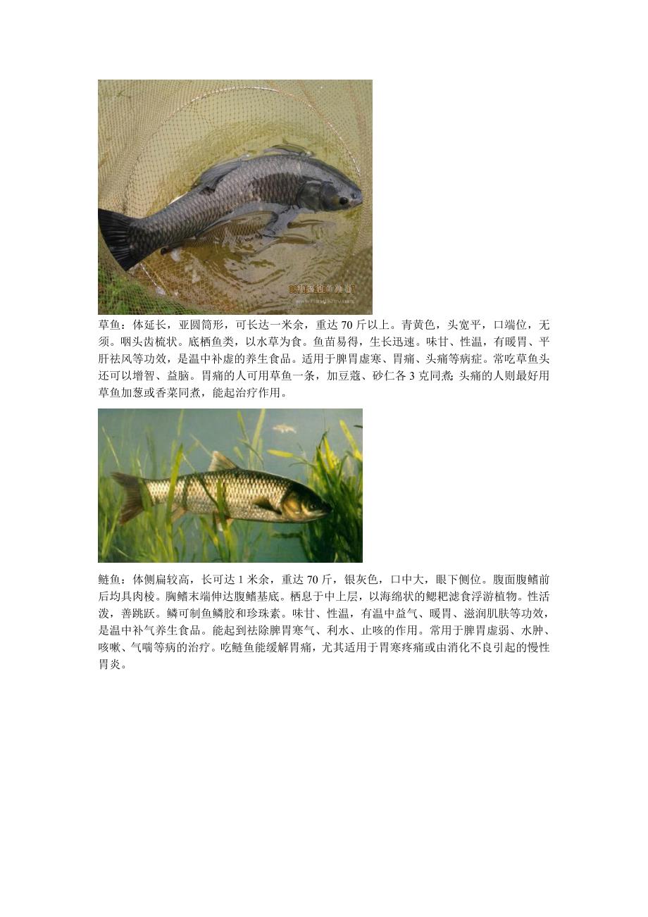 生活中常见食用鱼图谱_第4页