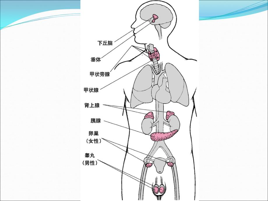 腺垂体功能减退_第4页