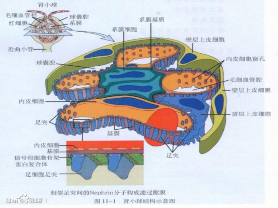 新体性肾炎_第2页