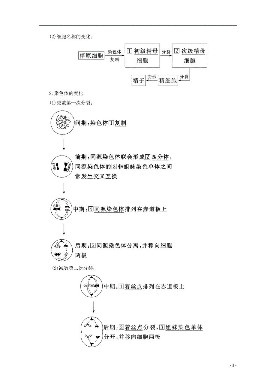 2017-2018年高中生物 第2章 基因和染色体的关系 第1节 减数分裂和受精作用（第1课时）精子的形成过程学案 新人教版必修2_第3页