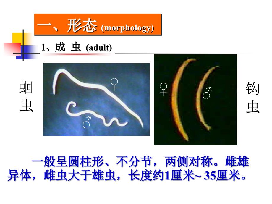 蛔虫鞭虫蛲虫钩虫_第3页