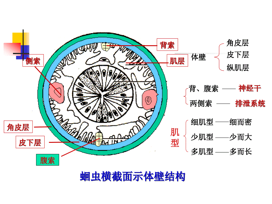 蛔虫鞭虫蛲虫钩虫_第4页