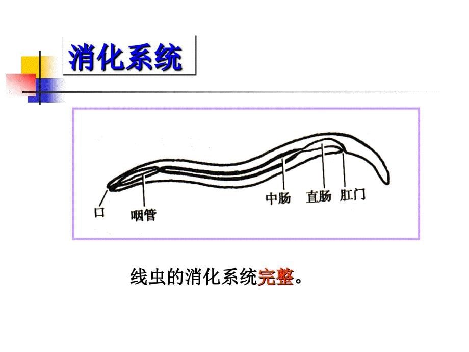 蛔虫鞭虫蛲虫钩虫_第5页