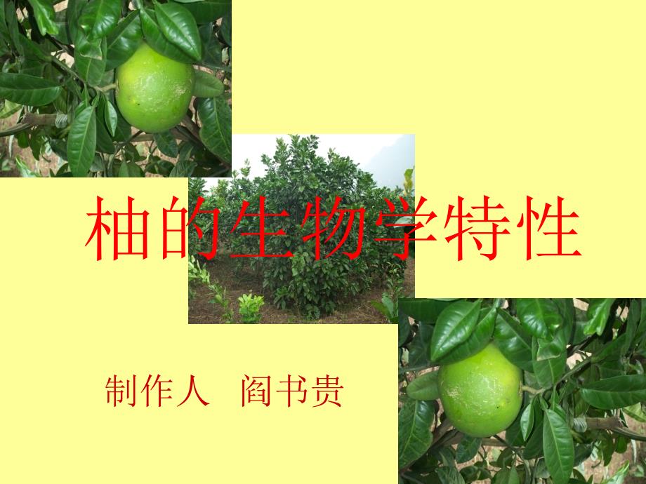 柚的生物学特性_第1页