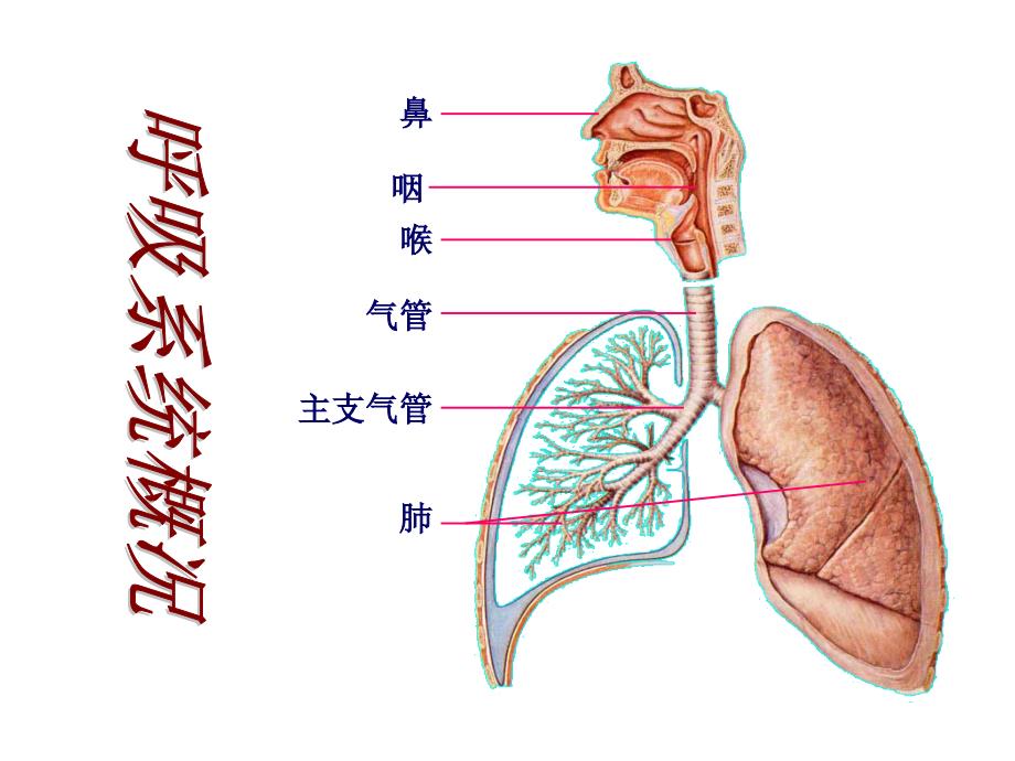 组织学与胚胎学呼吸系统  _第2页