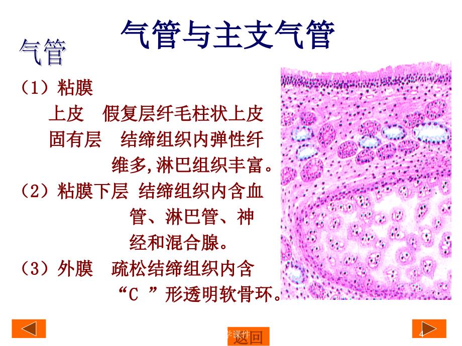 组织学与胚胎学呼吸系统  _第4页