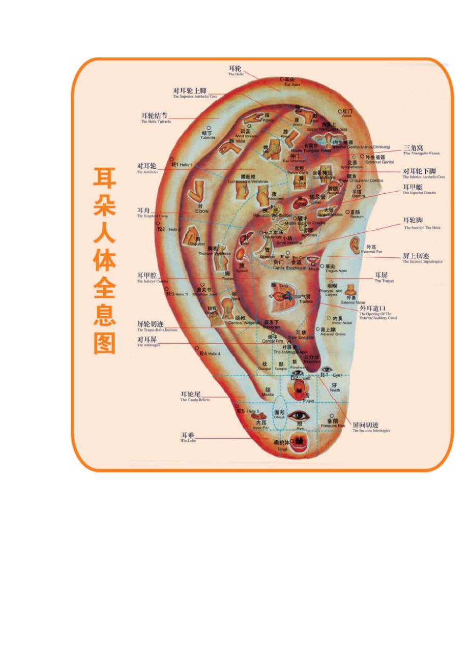 耳朵人体全息图_第4页