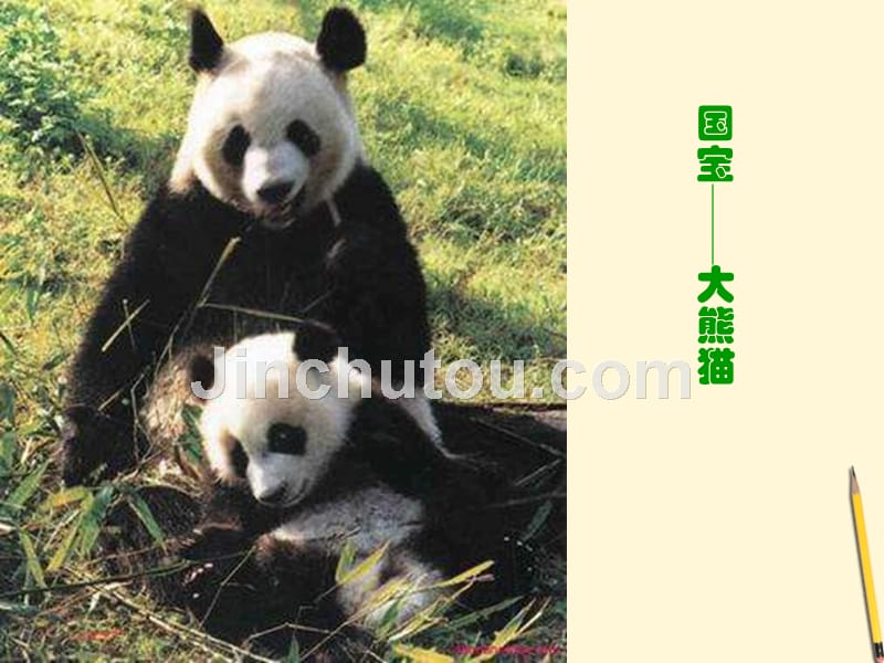 《国宝大熊猫》课件_第1页