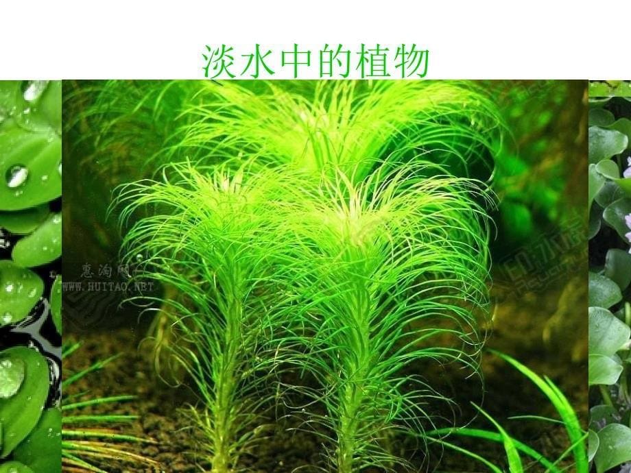 动植物的生活环境_第5页